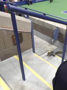 A surprised squirrel in the President's Box on Opening Night of the US Open (Photo Tenlink)