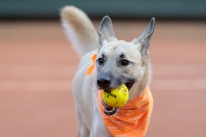 Shelter dogs become ball boys. Photo: Leandro Martins/DGW Comunicação