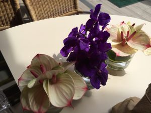 Wimbledon Orchids